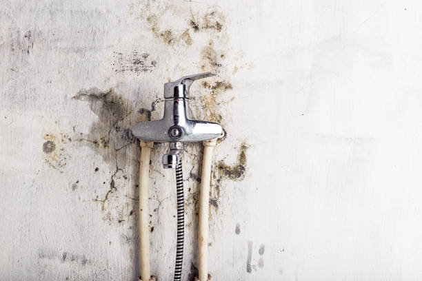 Best Home Mold Removal  in Rio Grande City, TX