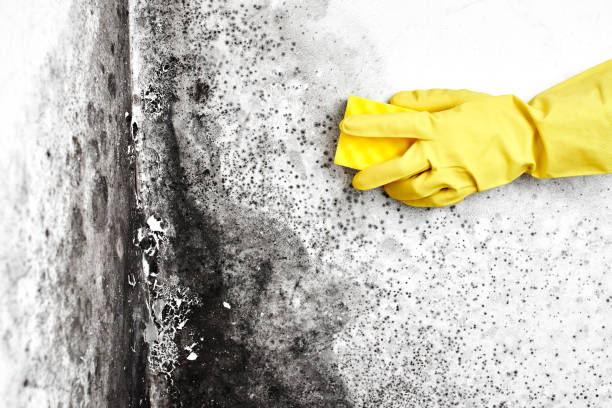Trusted Rio Grande City, TX Mold Removal Experts