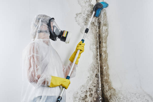 Best Mold Removal Company Near Me  in Rio Grande City, TX