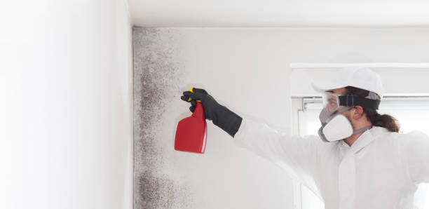 Best Mold Cleaning Services  in Rio Grande City, TX