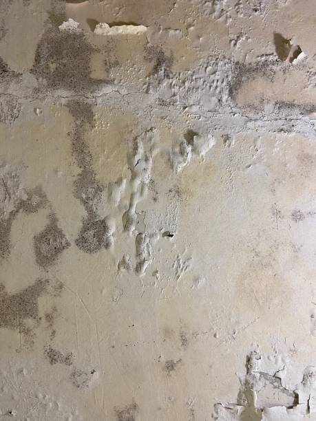 Trusted Rio Grande City, TX Mold Removal Experts