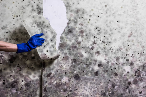 Best Mold Remediation  in Rio Grande City, TX